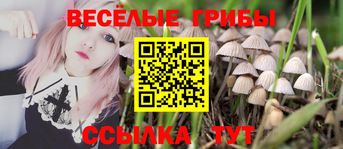 Галлюциногенные грибы Psilocybine cubensis Кемерово
